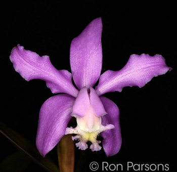 Cattleya kerrii