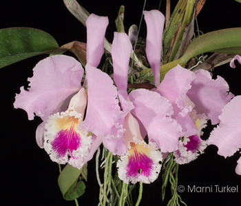 Cattleya mendelii 'Stony Point'