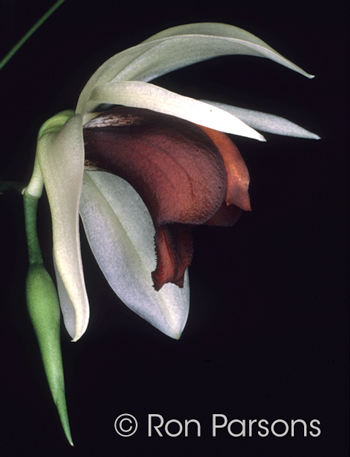 coelogyne usitana