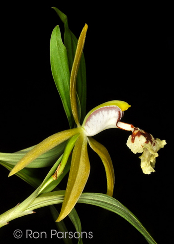 Coelogyne schilleriana