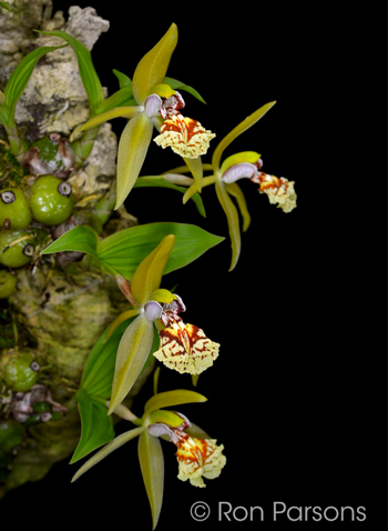 Coelogyne schilleriana