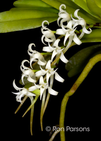 Cyrtorchis praetermissa