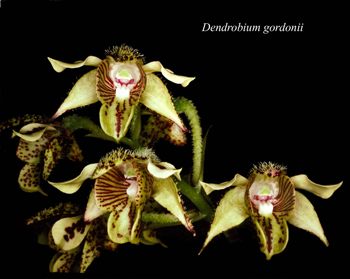 Dendrobium macrophyllum (gordonii)