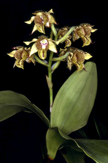 Dendrobium macrophyllum (gordonii)