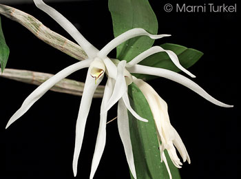 Dendrobium amboinensis