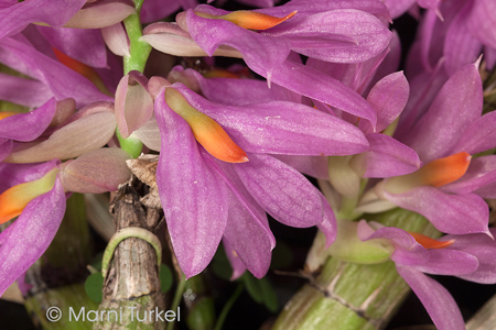 Dendrobium bracteosum compact