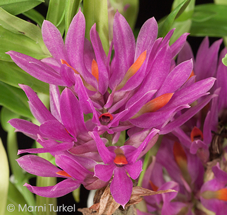 Dendrobium bracteosum compact