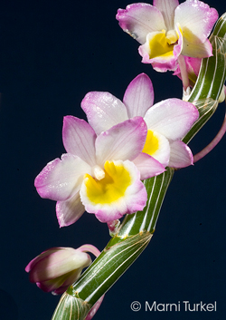 Dendrobium crepidatum