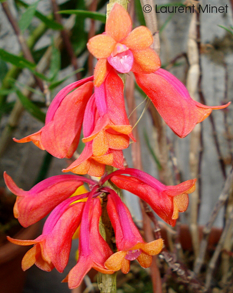 Dendrobium lawesii tricolor