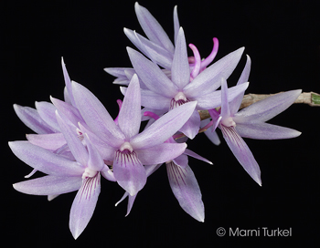 Dendrobium ceraula