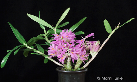 Dendrobium bracteosum compact