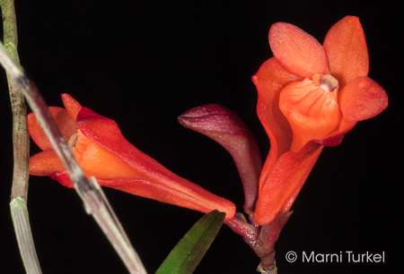 Dendrobium oreodoxa