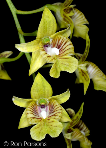 Dendrobium biloculare