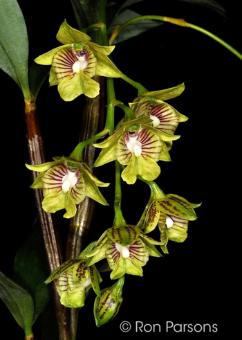 Dendrobium biloculare