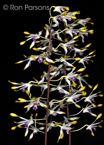 Dendrobium canaliculatum v tattonianum
