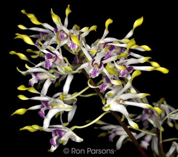 Dendrobium canaliculatum v tattonianum