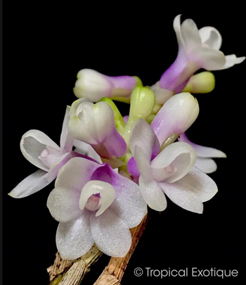 Dendrobium concavissimum / obtusum