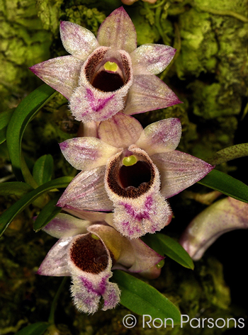 Dendrobium hekouense