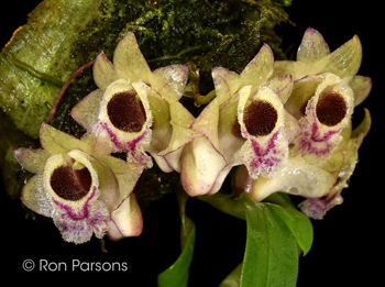 Dendrobium hekouense