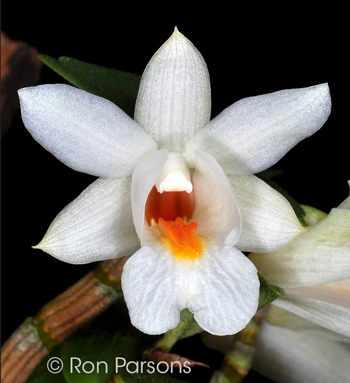 Dendrobium lueckelianum