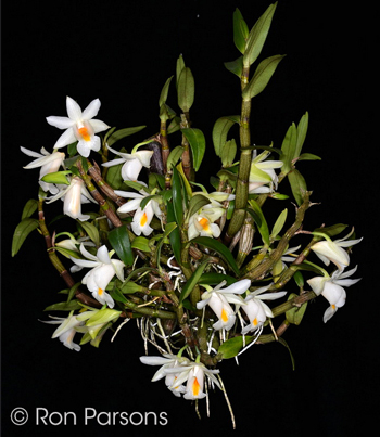 Dendrobium lueckelianum