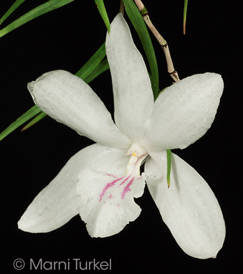 Dendrobium papilio