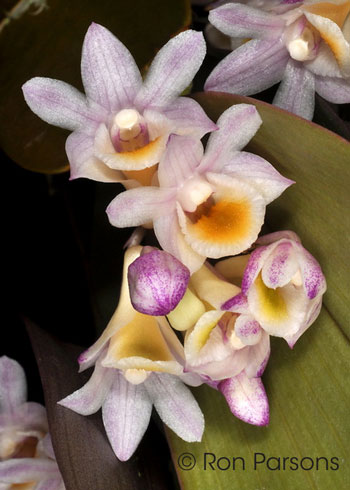 Dendrobium pseudolamellatum 'Cindy'
