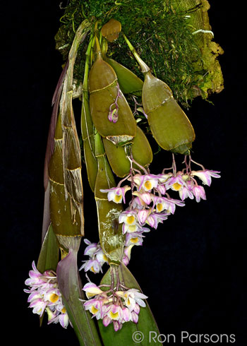 Dendrobium pseudolamellatum 'Cindy'