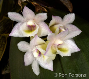 Dendrobium pseudolamellatum 'Judy