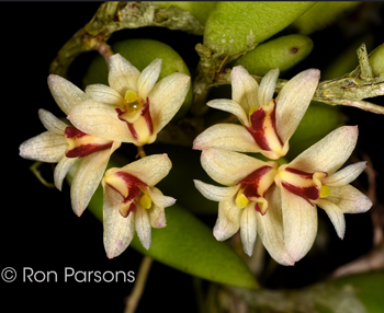 Dendrobium rigidium