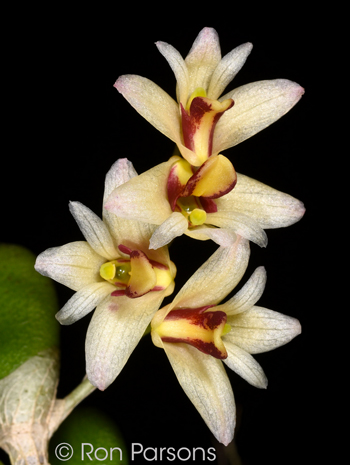 Dendrobium rigidium