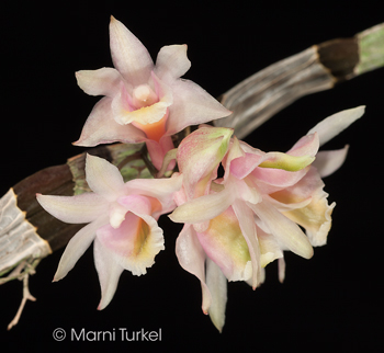 Dendrobium speckmaieri '7768'