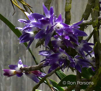 Dendrobium victoriae reginae 'Mary'