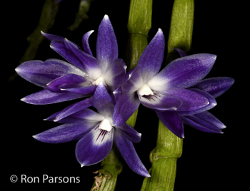 Dendrobium victoriae reginae 'Mary'