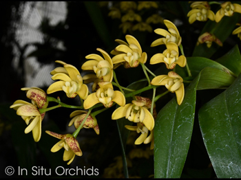 Dendrobium gracilicaule ‘In Situ’ HCC/AOS