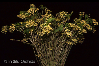 Dendrobium gracilicaule ‘In Situ’ HCC/AOS