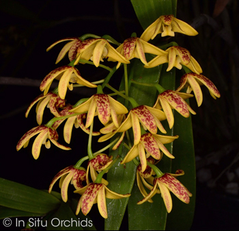 Dendrobium gracilicaule ‘In Situ’ HCC/AOS