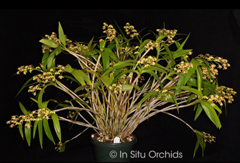 Dendrobium gracilicaule (Kinget #1 x Kinget #2)