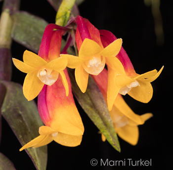 Dendrobium lawesi ('Red Yellow Bicolor 4720')