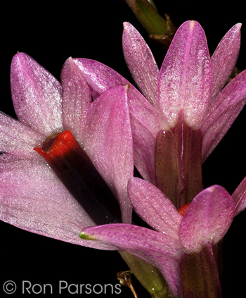 Dendrobium vexillarius pink