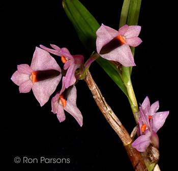 Dendrobium vexillarius pink