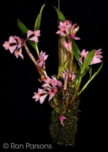 Dendrobium vexillarius pink