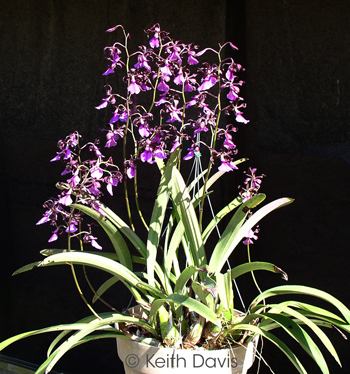 Encyclia cordigera