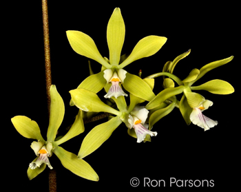 Encyclia diurna