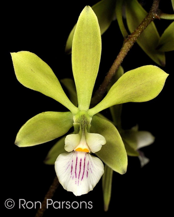 Encyclia diurna