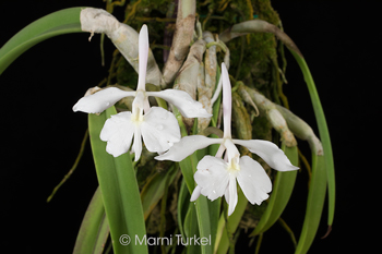 Epidendrum falcatum