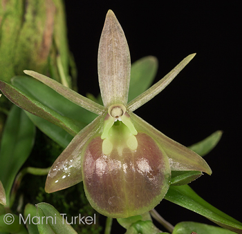 Epidendrum neolehmannia