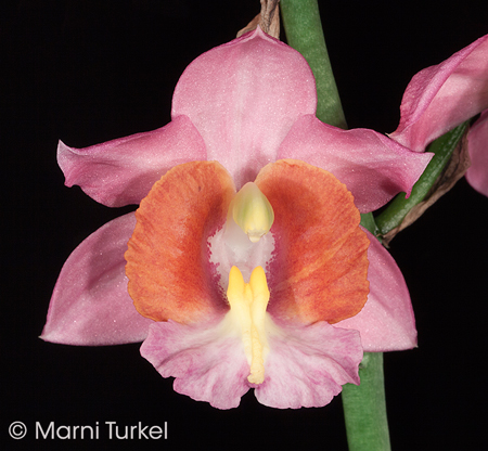 Gastrorchis humblotii