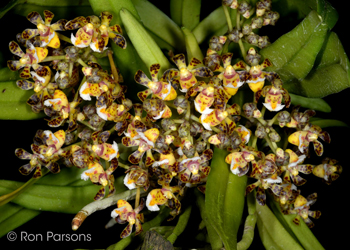 Gastrochilus calceolaris