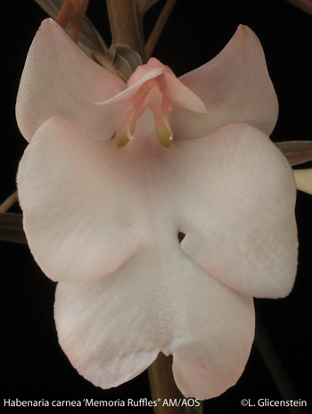 Habenaria carnea ‘Memoria Ruffles’ AM/AOS